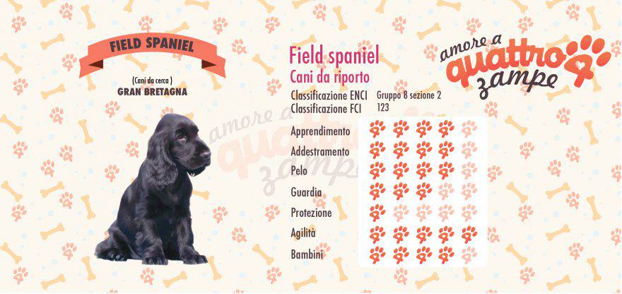Field Spaniel scheda razza