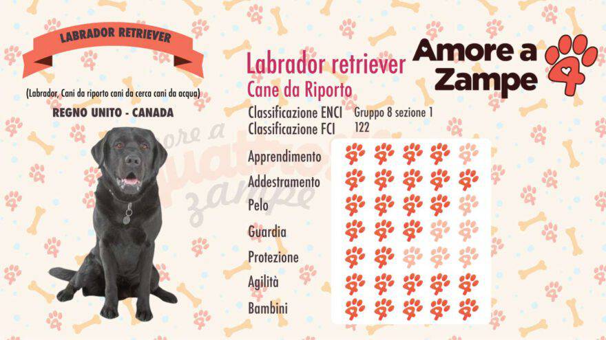 infografica cane labrador retriever