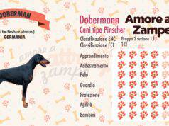 infografica dobermann cane