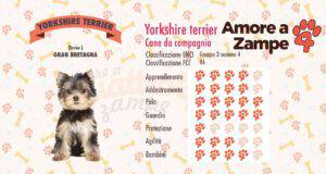 infografica cane yorkshire terrier new