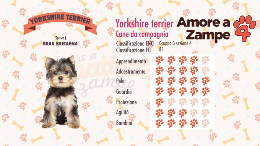 infografica cane yorkshire terrier new