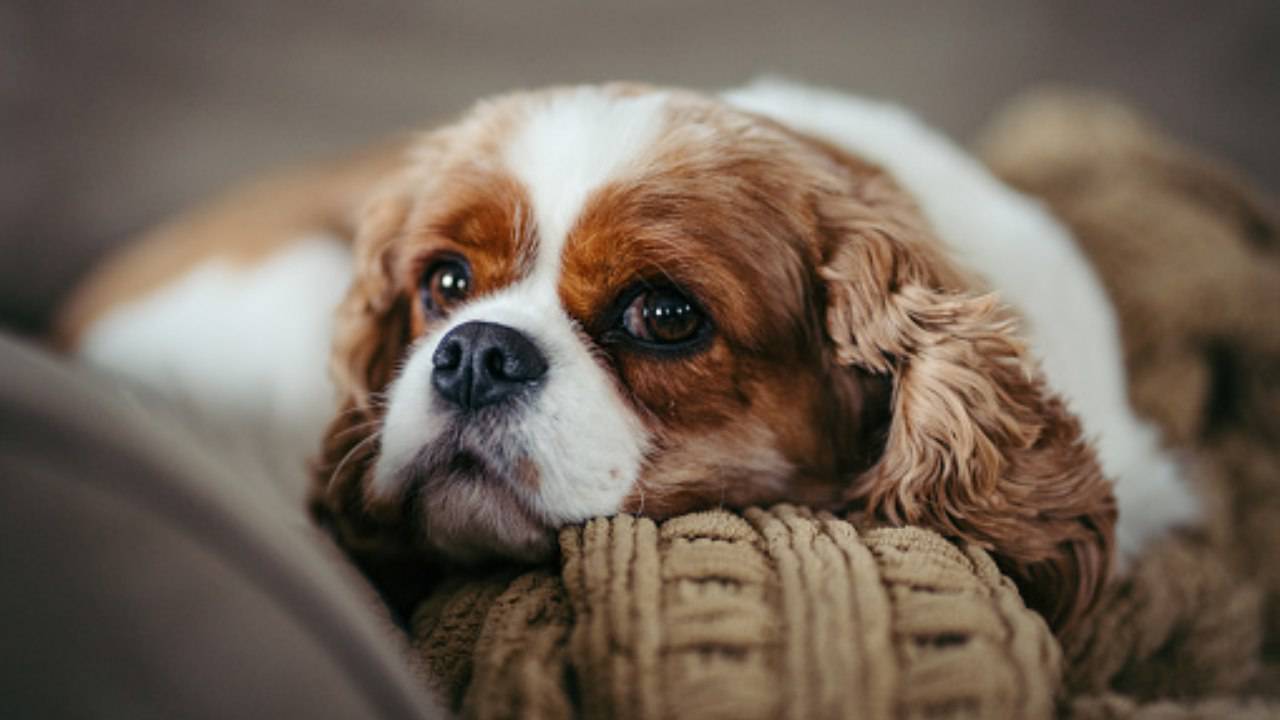 Cavalier King charles spaniel cucciolo