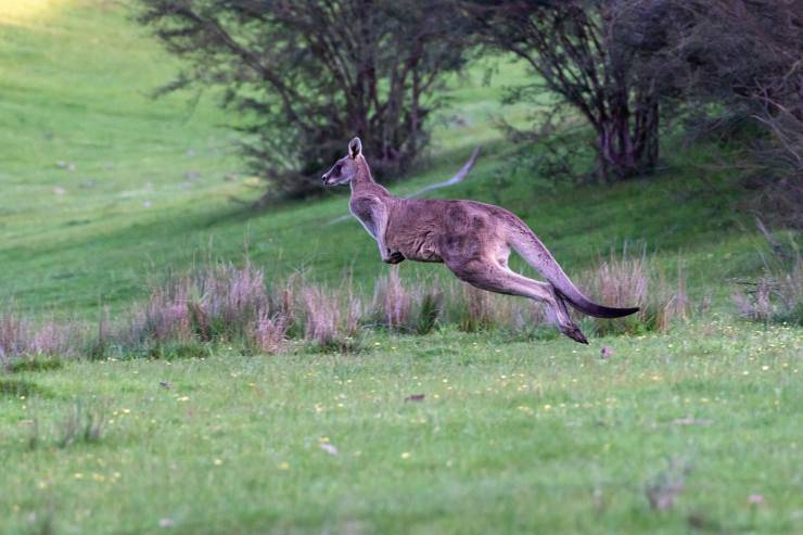 Il canguro dal passo veloce (Foto Pixabay)