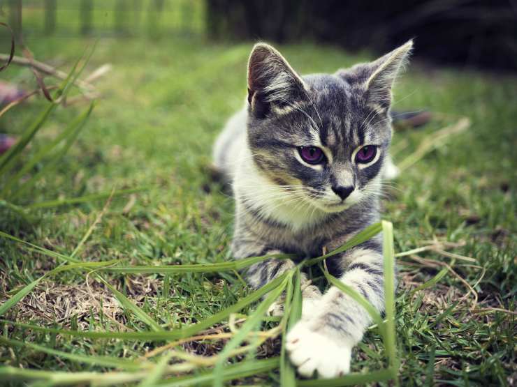 Gatto cucciolo