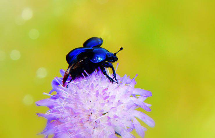 Curiosità sullo scarabeo