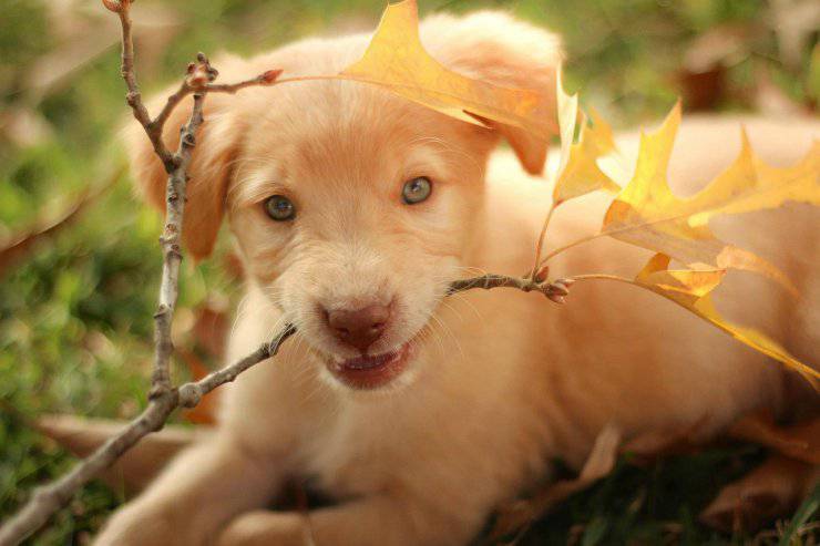 labrador retriever