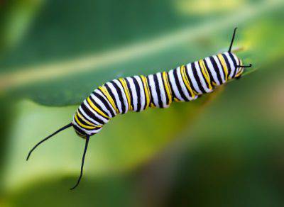 larva monarca