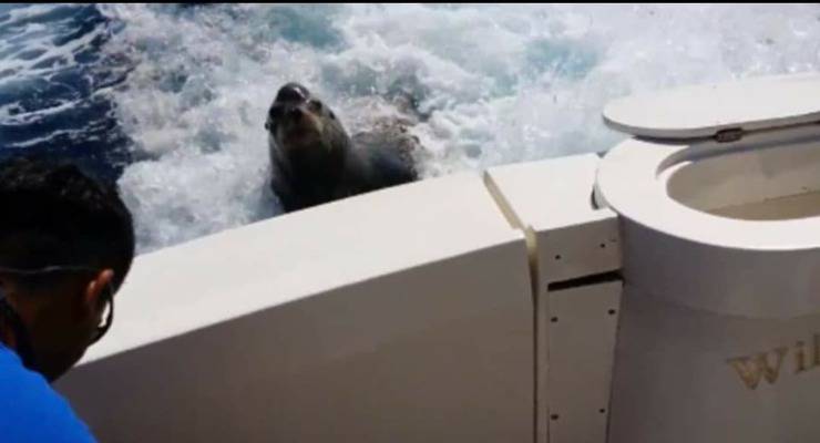 Leone marino insegue la barca 