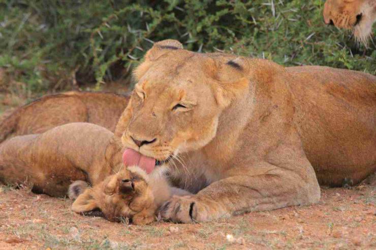 leonessa e cucciolo