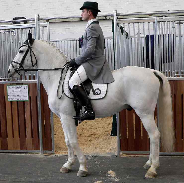 cavallo lipizzano unesco