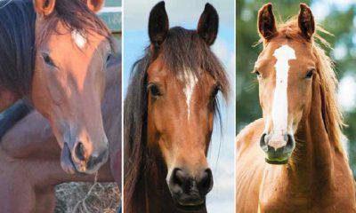 macchie muso cavallo segni distintivi