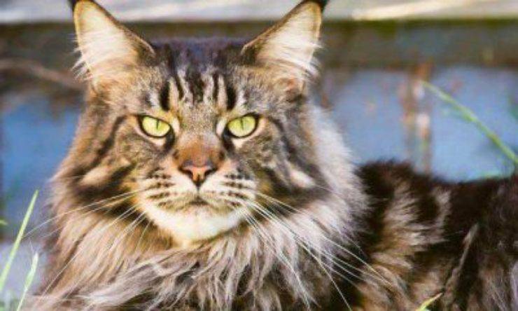 Maine Coon