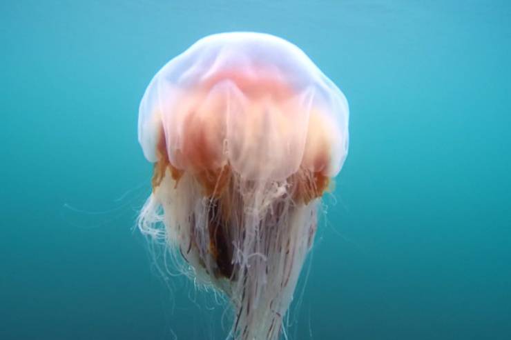 medusa criniera leone