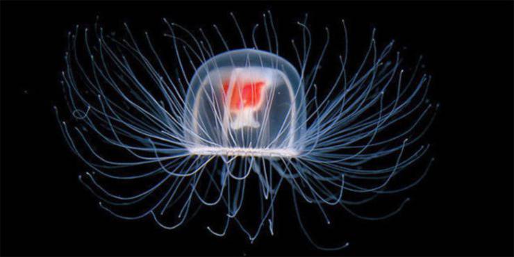 medusa immortale