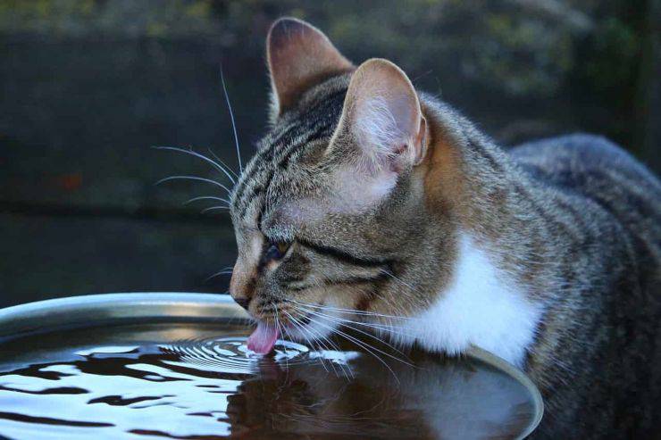 gattino fredda acqua