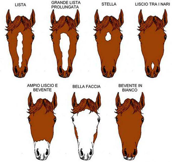 Segni distintivi del cavallo le macchie sul muso e le balzane Segni distintivi del cavallo le macchie sul muso e le balzane