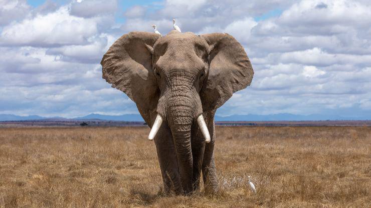 elefante nel test visivo della personalità