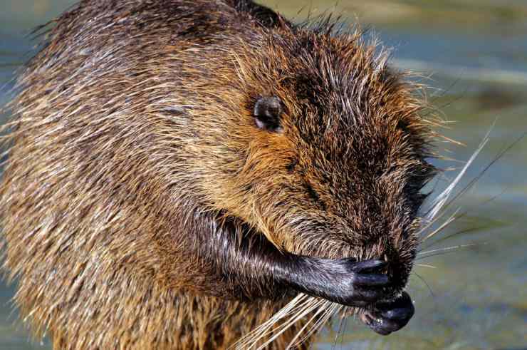 Nutria come animale domestico