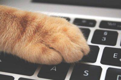 gatto noia pc