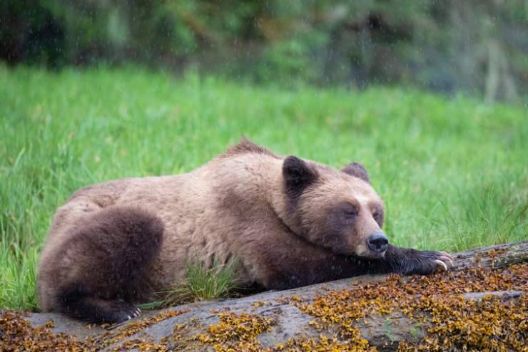 dimmi come dormi e ti diro che animale sei