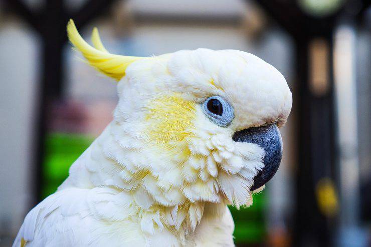 Insegnare al pappagallo a parlare: cacatua