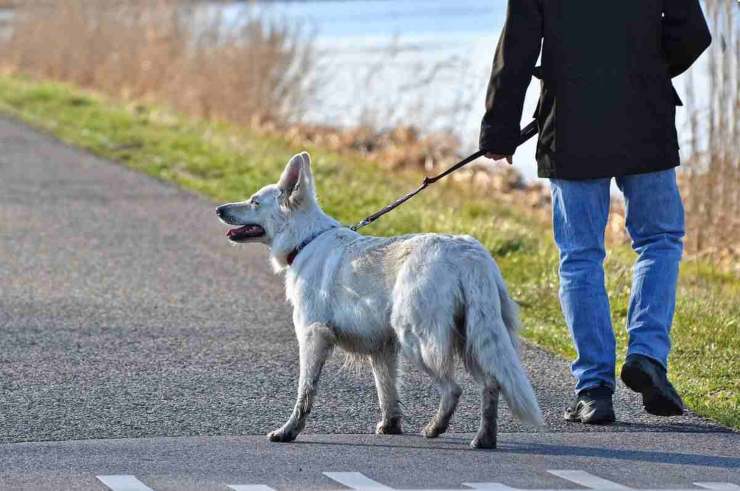 zona rossa portare cane spasso