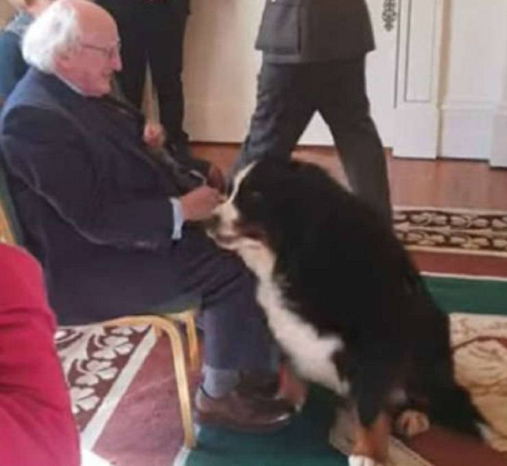 presidente irlanda cane