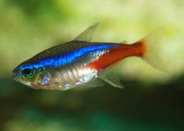 Un gruppo di pesci rossi che nuotano in un acquario foto – Immagine gratis su