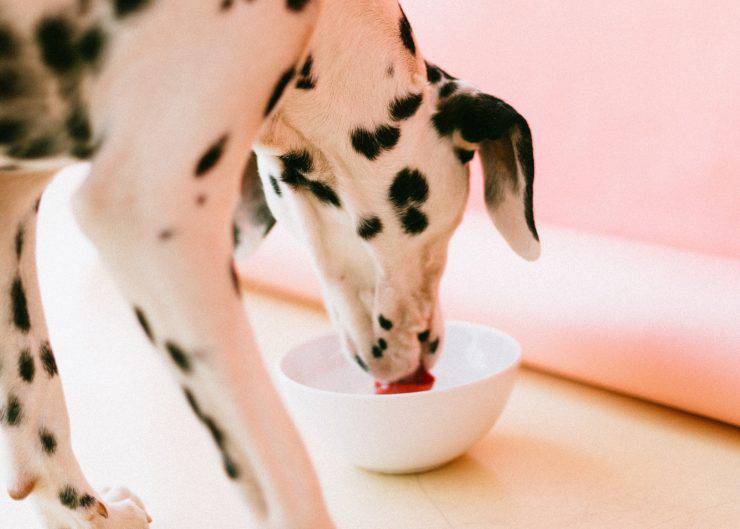 cane dalmata mangia