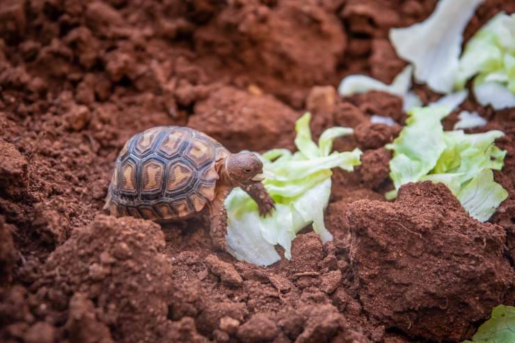 tartarughina terra insalata