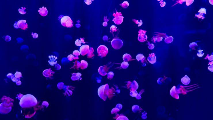 meduse medusa mare