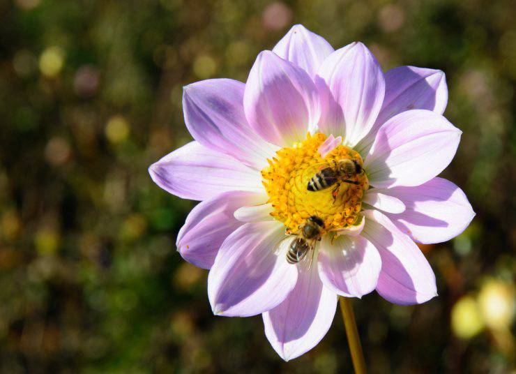 api importanti fiore