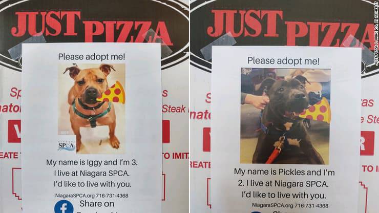 Pizzeria mette i volantini per adottare i cani 
