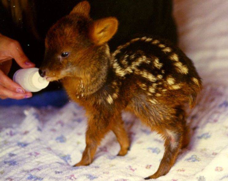 pudu puda cervo