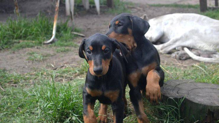 dobermann cuccioli cucciolo