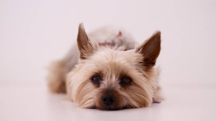 yorkshire terrier cucciolo cane