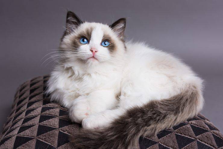 gatto ragdoll