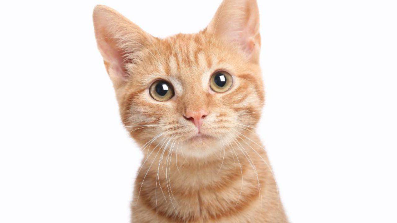 Razze Di Gatto Con Le Orecchie Grandi I Felini Dalle Origini Antiche