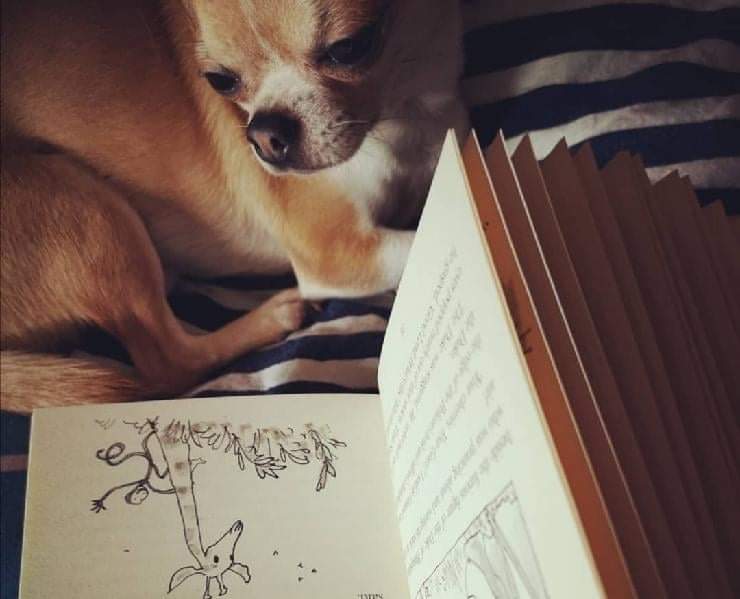 Libri sui cani per pambini