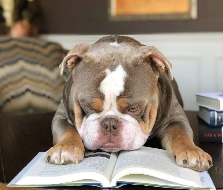Libri sui cani per pambini