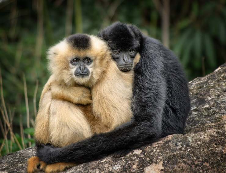 In che animale riconosci il tuo partner