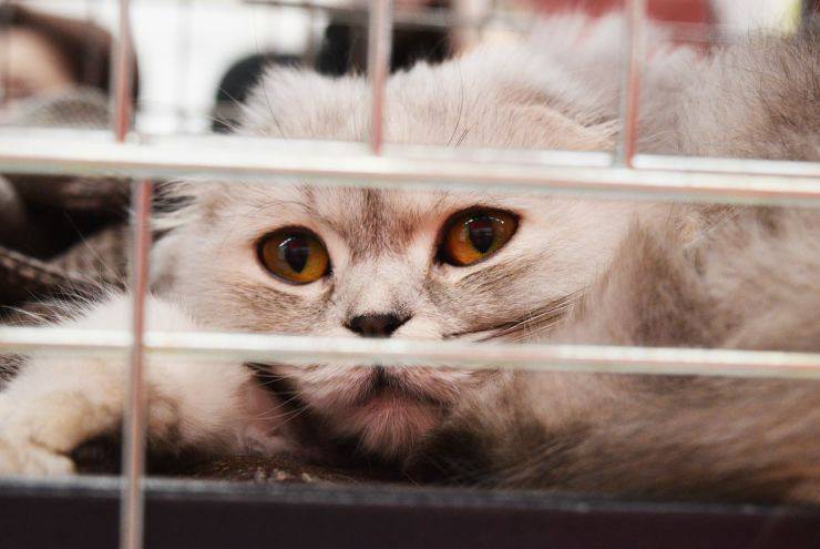 Gatto in gabbia