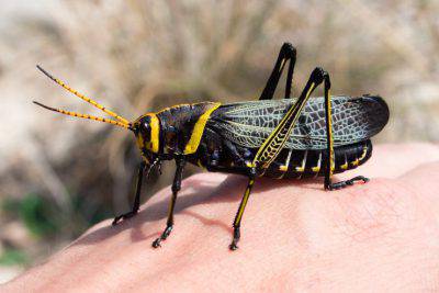 cavalletta taeniopoda eques