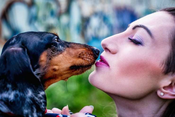 Un bassotto affettuoso razze di cani dall'olfatto più potente