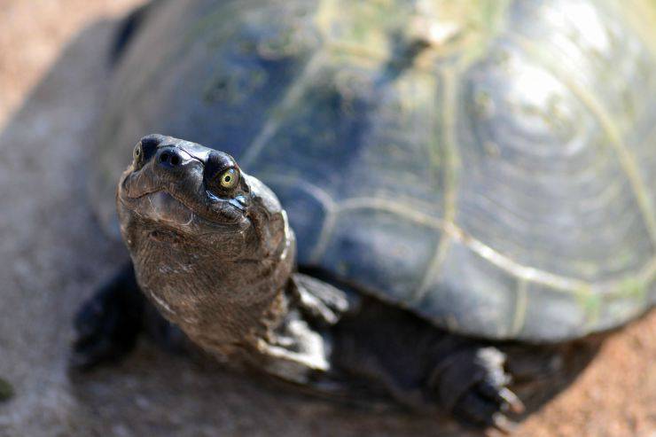 Una curiosa tartaruga (Foto Pixabay)