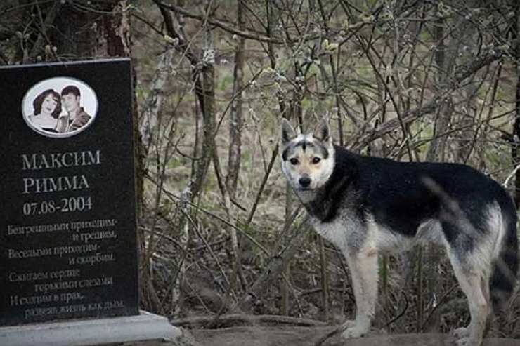 cane tomba padrone hachiko