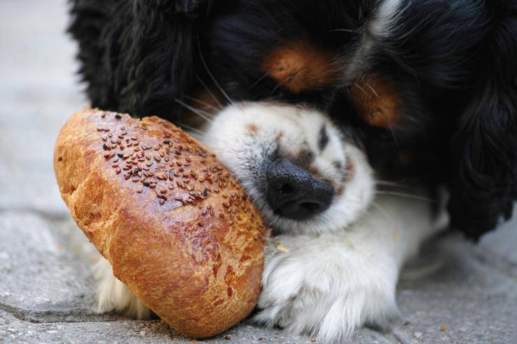 Cosa non dare da mangiare al cucciolo