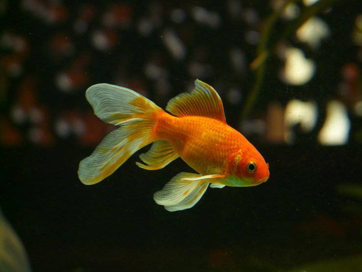 Pesce in acquario