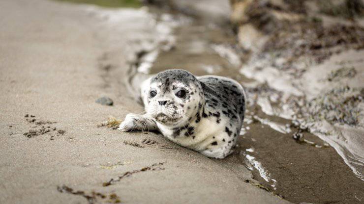 cucciolo foca pericolo