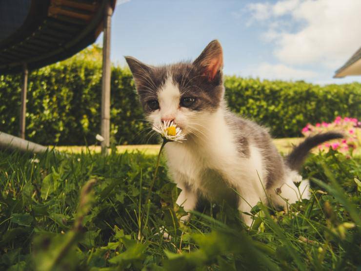 piante fiori gatto
